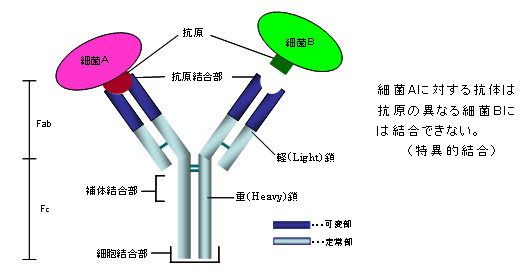 免疫グロブリンについて 一般社団法人日本血液製剤協会