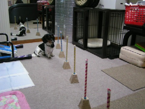 ラッキィとふくのブログ ママはやる気です