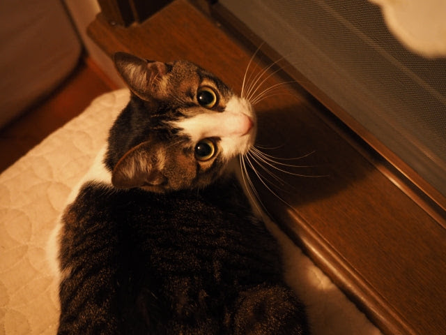 猫の夜泣きに困った 原因と対処法とは Perromart Jp