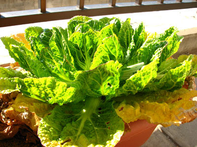 ベランダのプランターで栽培していた白菜を収穫 妙義オンライン