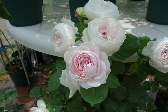 チェルシーガーデンのクリスティアーナ 半日陰の小さな庭でバラを育てるナチュラルライフ