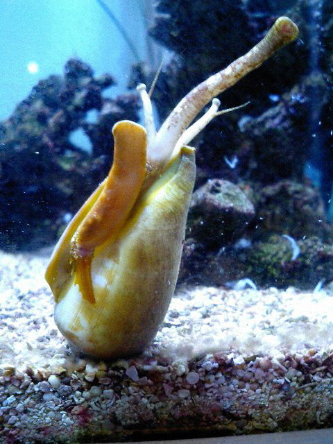 マガキガイと申します 波うさぎ 04年 08年