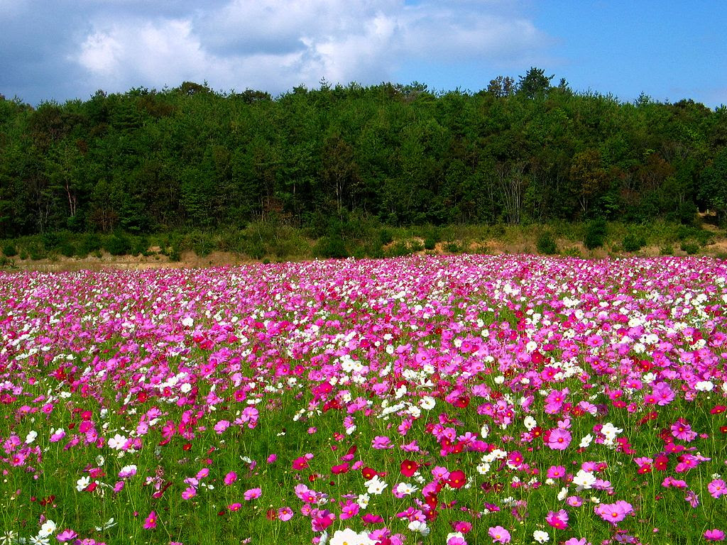 コスモスの壁紙 1024x768ピクセル Xgaデスクトップ背景壁紙サイズ ぶらり兵庫 ぶらり神戸 神戸の観光情報とイベント情報 楽天ブログ