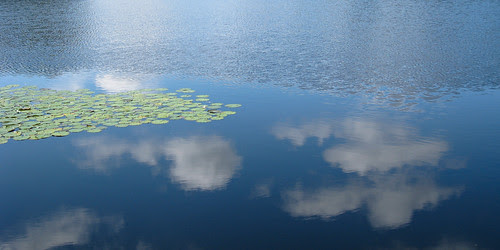reflecting clouds in lily pads
