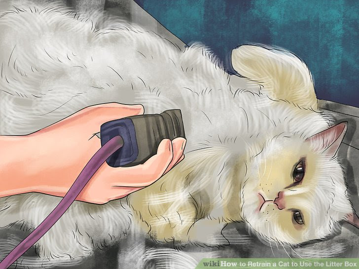 Retrain a Cat to Use the Litter Box Step 14 Version 2.jpg