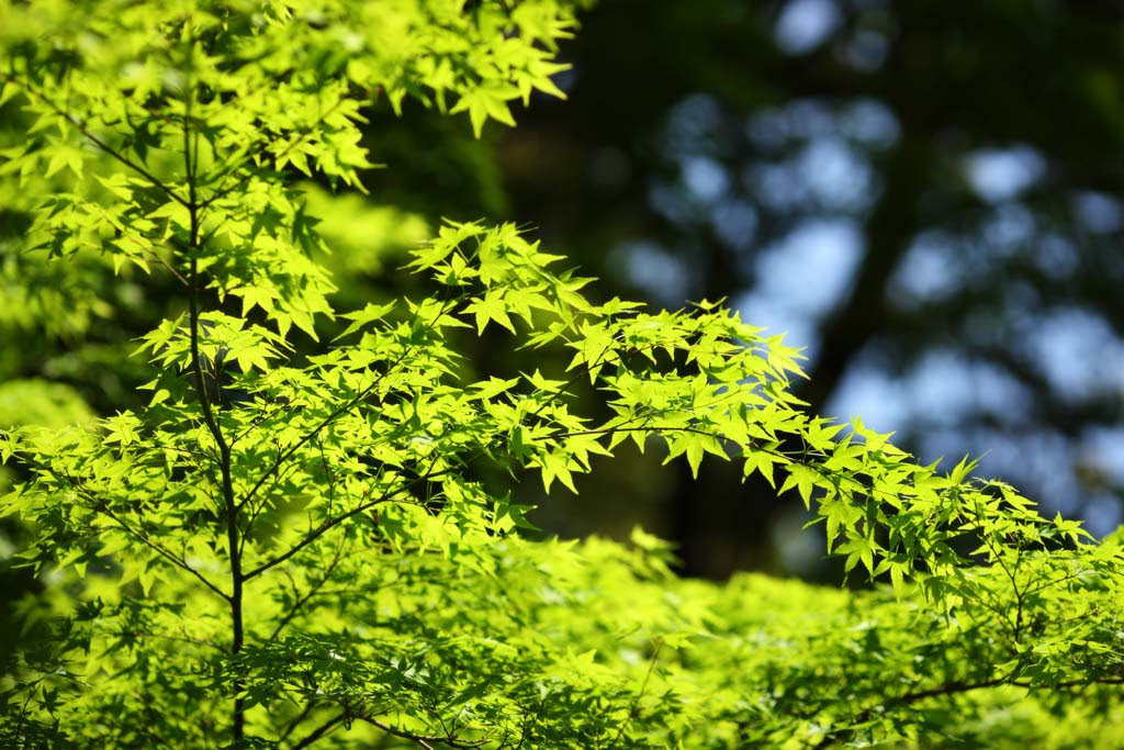 ゆんフリー写真素材集 No 6372 新緑の季節 日本 奈良