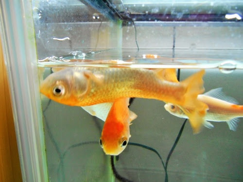 和金の転覆病 出目金魚ぶろぐ 楽天ブログ