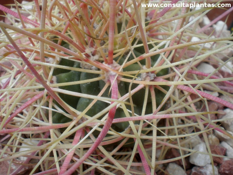 Ferocactus Cylindraceus Or California Barrel Cactus Care And Growing