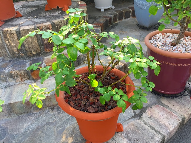 暑さ対策に バラのたい肥 夏マルチン 熊本の大型総合園芸店 ナーセリーズ