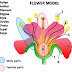 Female Parts Of A Flower Diagram / Male and Female Flower Parts: Stamen and Pistil / The female reproductive part of a flower is called the pistil.