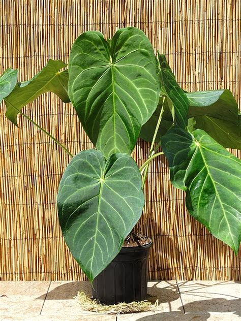 The spruce / gyscha rendy every yard looks better with a mature shade tree in it. XL Anthurium Magnificum Verde Plant in 6â Pot | Anthurium