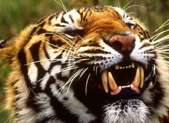 Le cri du tigre le cri du tigre s appelle Le cri du tigre le cri du tigre s appelle