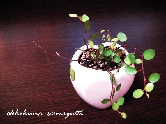 ワイヤープランツ ぶっ挿し木 おっきくなーれ 初心者でもきっと育てられる 色んな花 植物