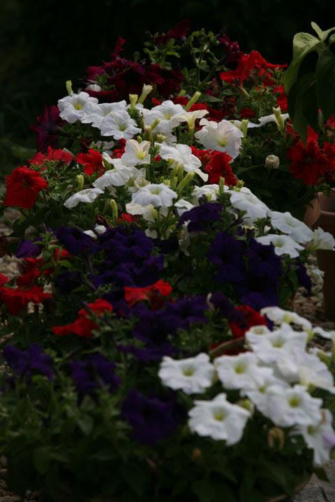 petunias