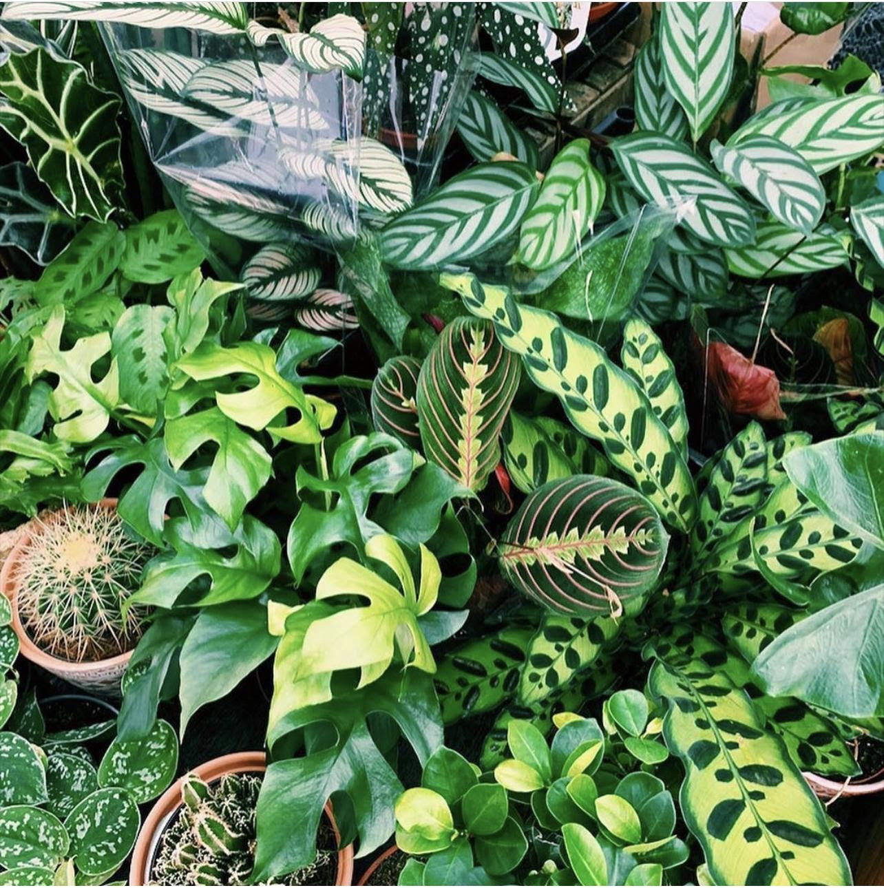 house plants