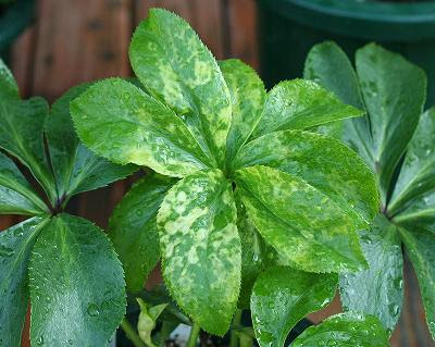 凝りコリ園芸ダイアリー クリスマスローズ これって病気