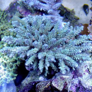 ウスエダミドリイシ ブルー入荷 Marine Aquarium Serena Blog