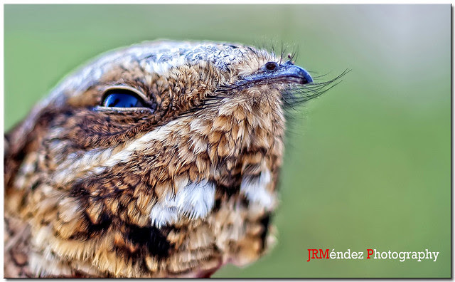 Chotacabras europeo (Caprimulgus europaeus)