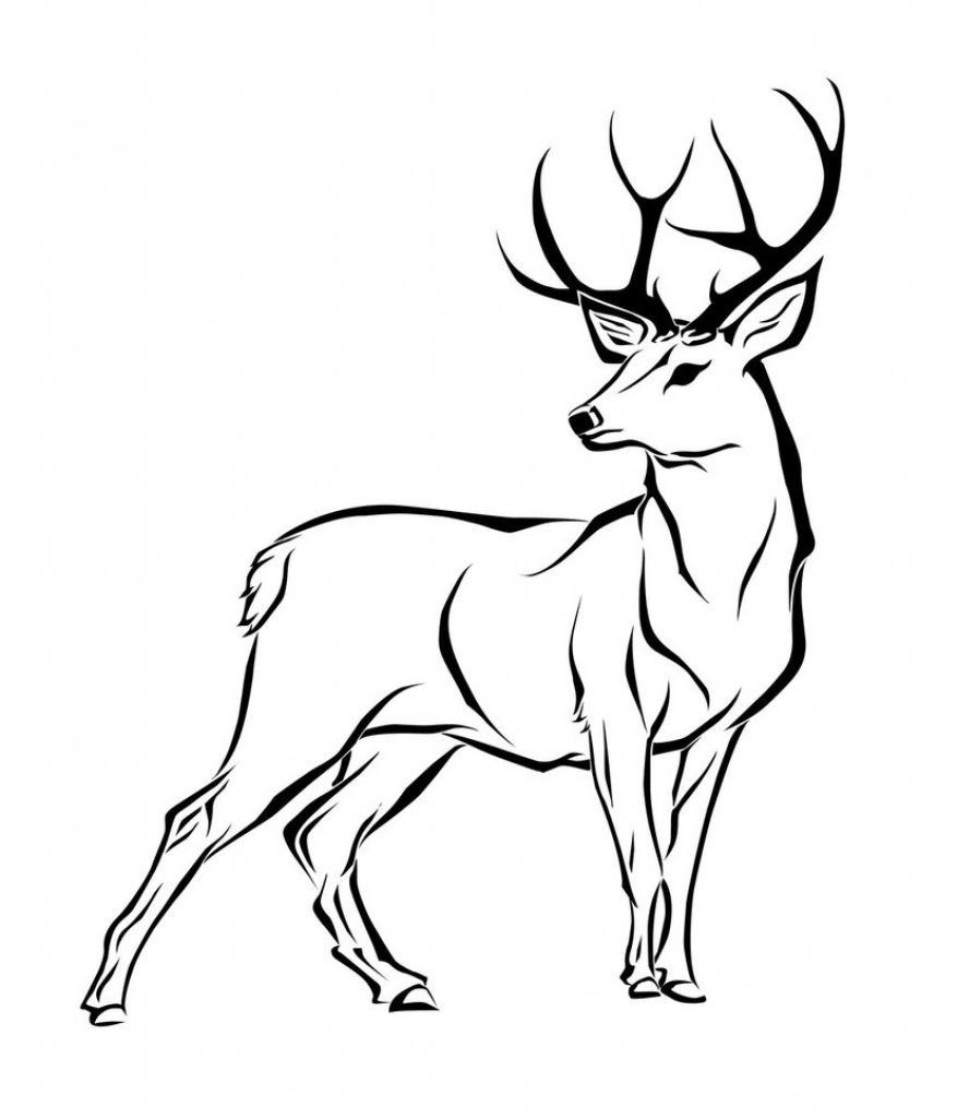 877x1024 Drawing Of A Buck How To Draw A Buck Deer Whitetail Deer Jumping