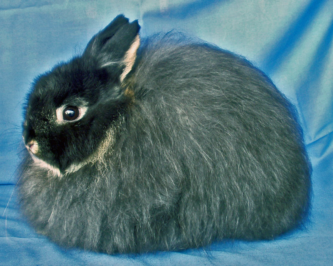 states, dwarf breeders wisconsin, rabbit 2 club. Rtio home fanciers 