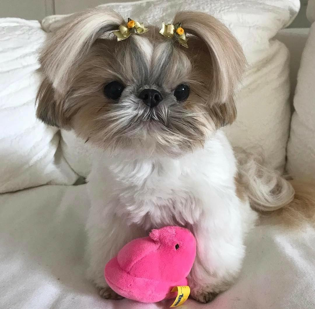 かわいい子犬図鑑