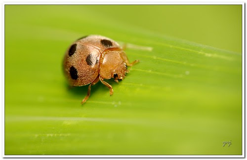 Looking for Food by Yogendra174