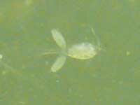 ミジンコの繁殖