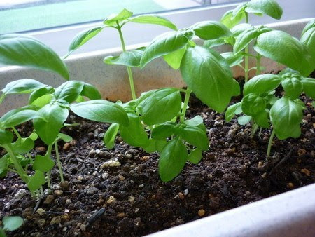 ハーブの関連記事 園芸ナビ 花と野菜の育て方