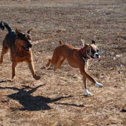 Joe’s Dog Training - Dog Walkers - Orange County, CA - Reviews ...
