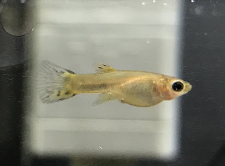 グッピーの稚魚に餌をたくさん与えるようにしたら一気に成長した えびrock