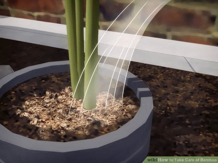 Take Care of Bamboo Step 7.jpg
