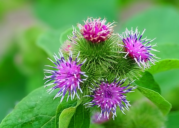牛蒡の花 ごぼうのはな 花