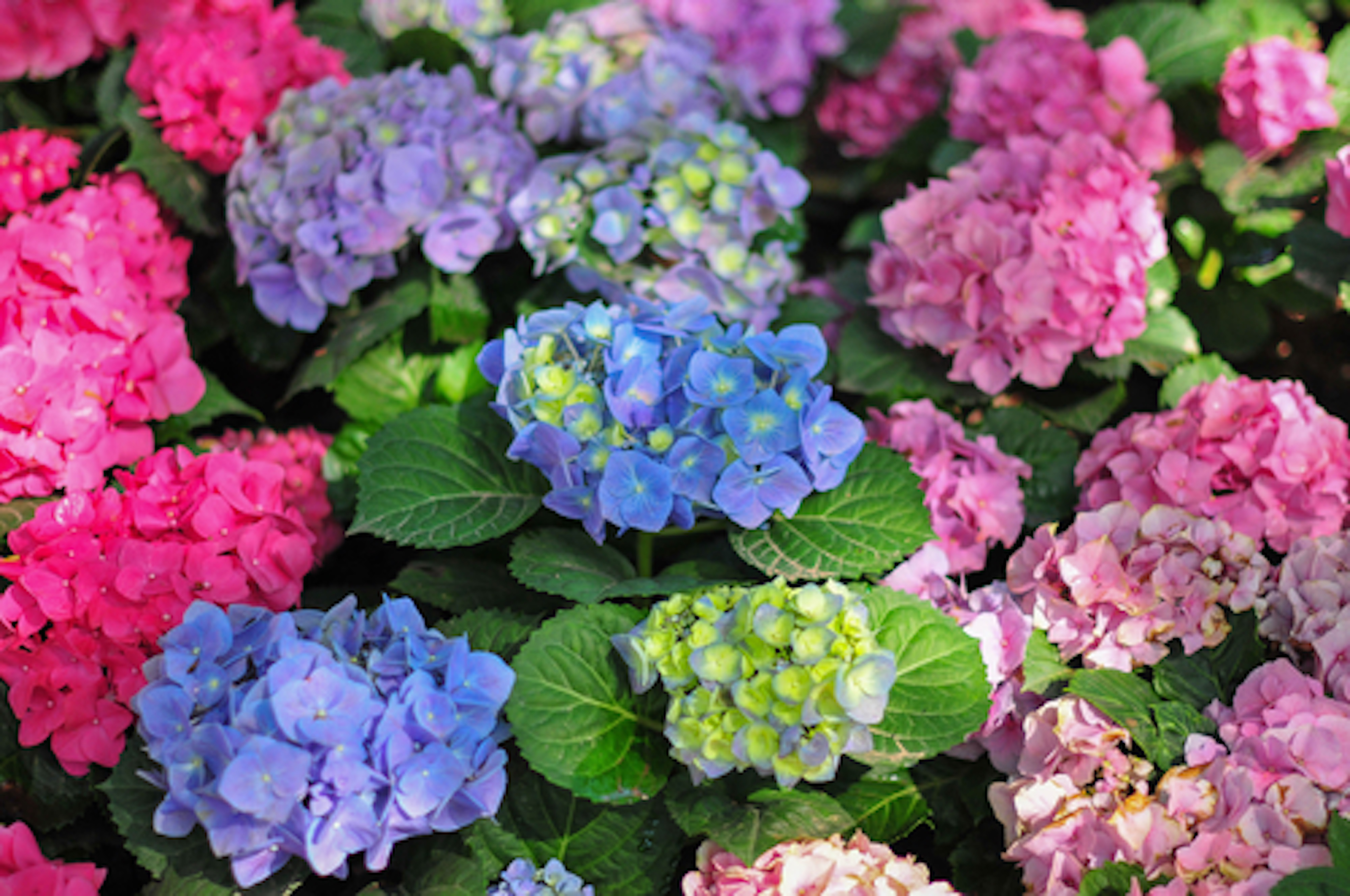 紫陽花の葉に茶色い斑点ができる原因や対策方法について 植物navi