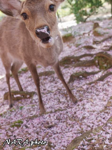はなはな鹿ちゃん16 Vol 15 旬やもん しかふぇち Nara Photo Blog
