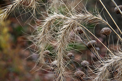 seeds20