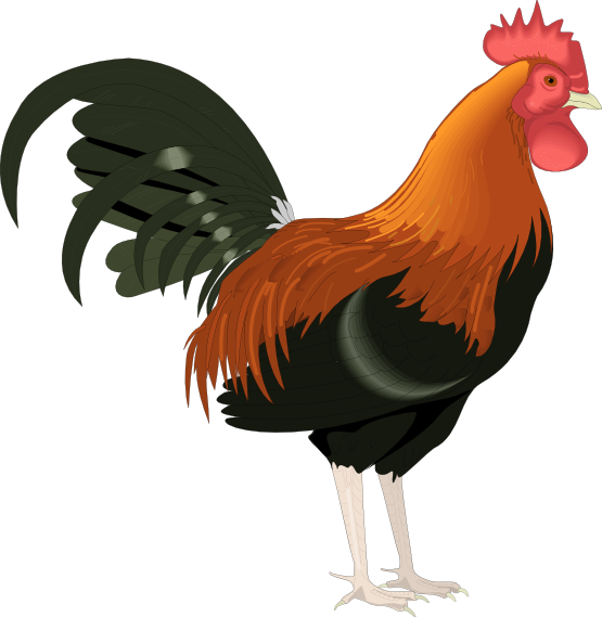 Rooster Clip Art  Clipart Panda - Free Clipart Images