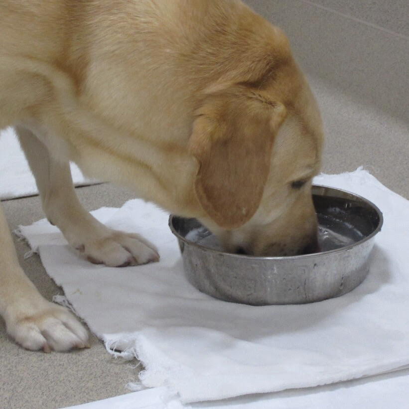 お水とおしっこについて ブログ一覧 させ犬猫の病院 Ctスキャンあり 栃木県佐野市の動物病院