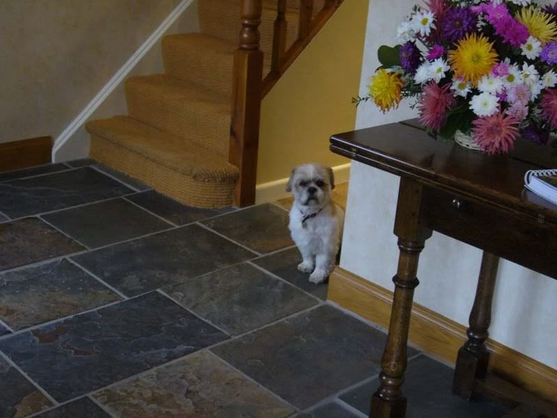 Cute dog 