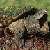 Alligator Snapping Turtle Texas Laws - Intentionally capturing, injuring or killing them is illegal.