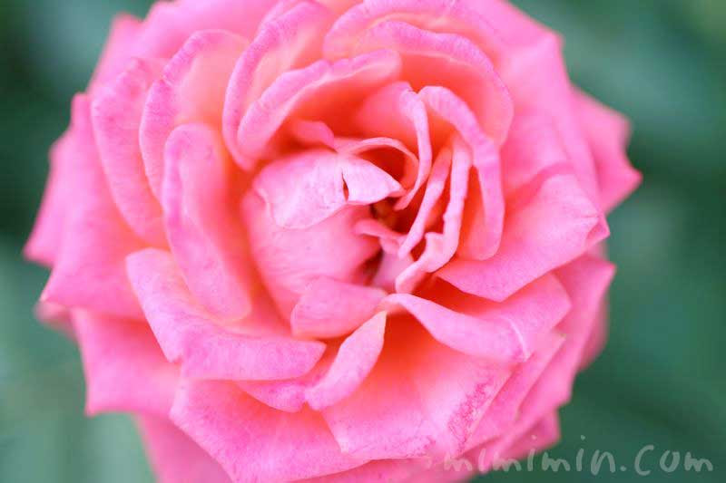 バラの香りの効果 効能 バラの色別 本数別の花言葉 みみみんブログ