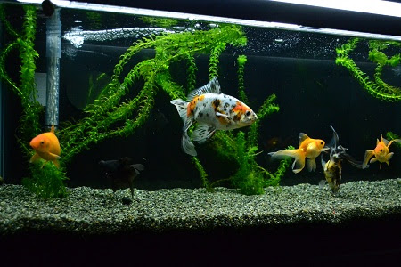 玄関の金魚水槽 Coconon S Gold Fish