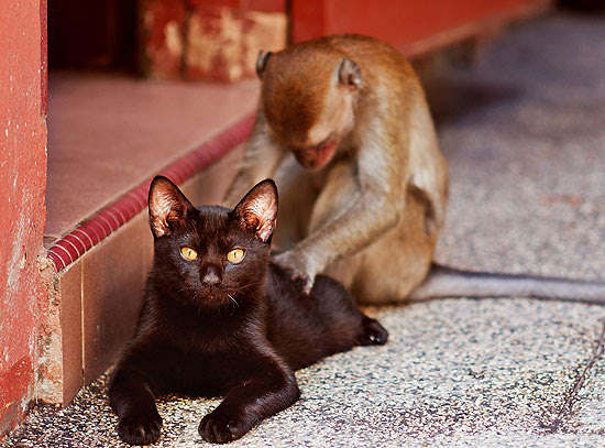 Parece massagem para gatos 