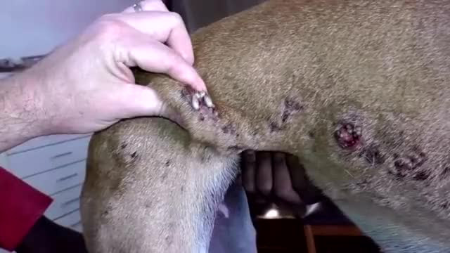 犬体内寄生虫图片大全 万图壁纸网