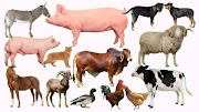 50+ Suara Hewan Kambing, Gambar Terbaru