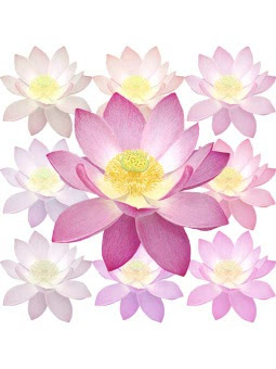 スマホ用ページ ハスの花 蓮の花のポストカード用イラスト 条件付フリー素材集