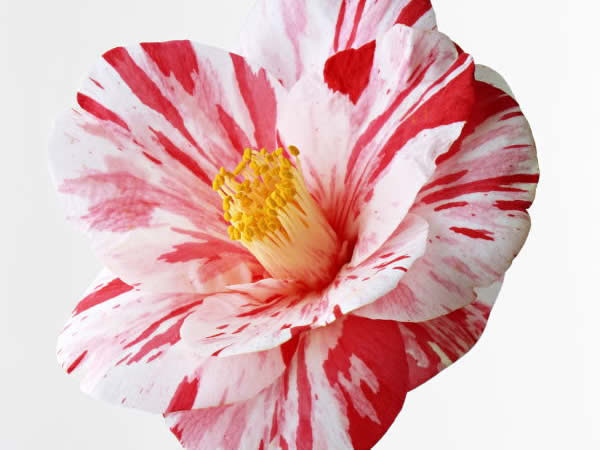 ２月４日 椿 つばき ３６６日への旅 誕生花編 今日は誕生花