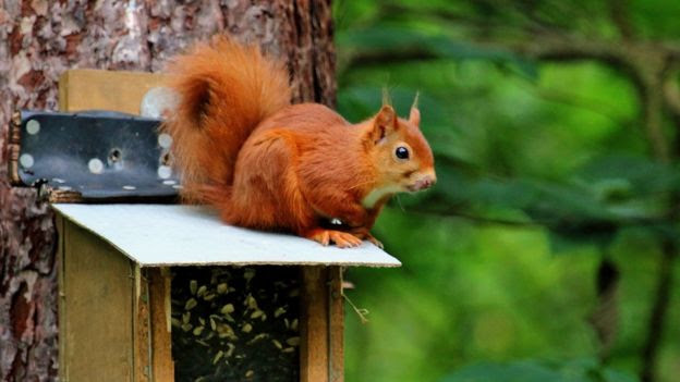 キタリス Vs ハイイロリス イギリス国内で駆除と保護の対立が起こる 動物を知り 動物を愛す