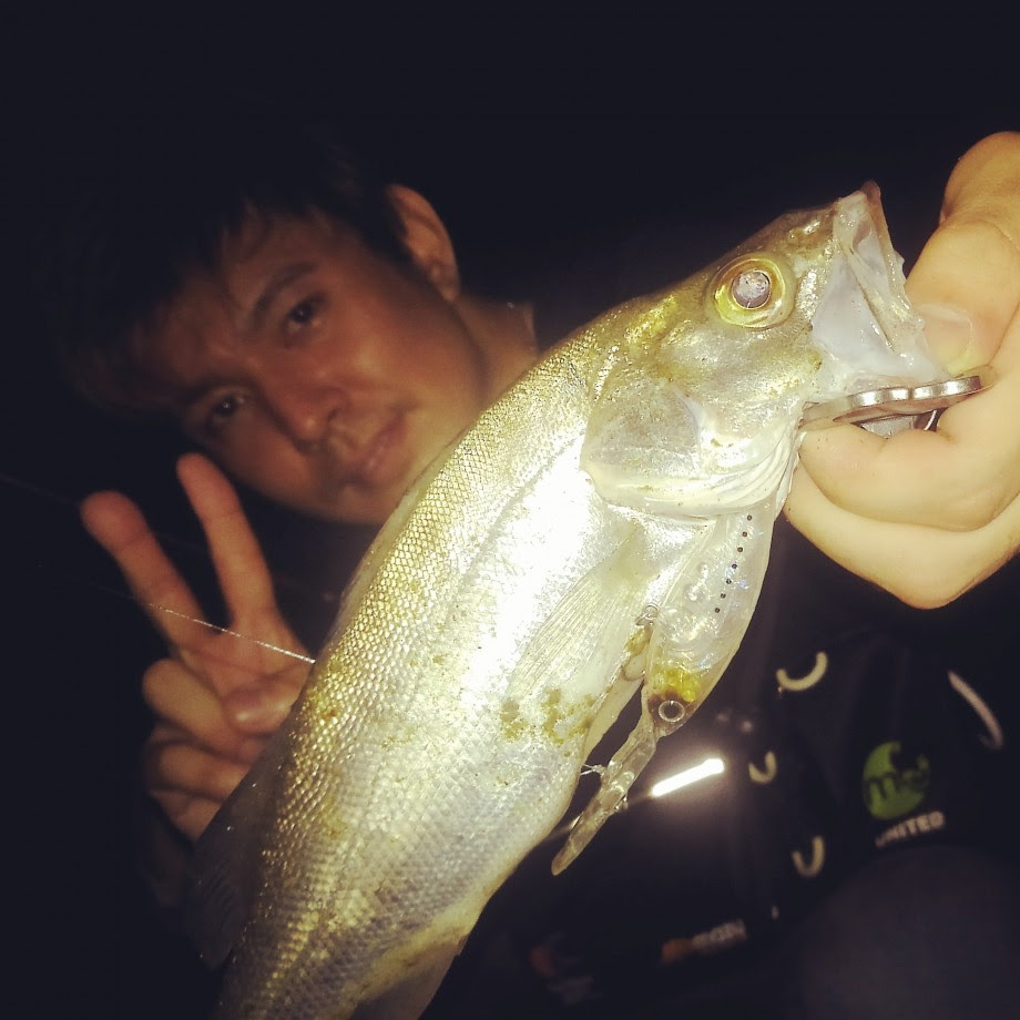 Free Style Coela Seabass In新居浜 淡水シャッドプラグでシーバスは釣れる