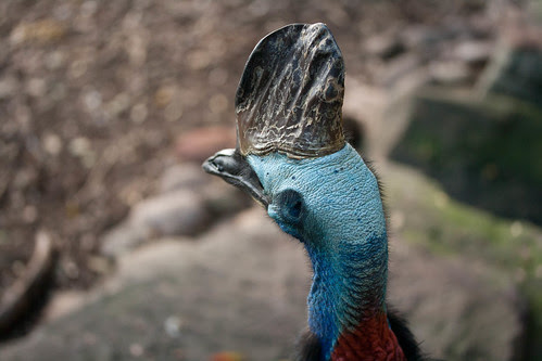 wildlife animals