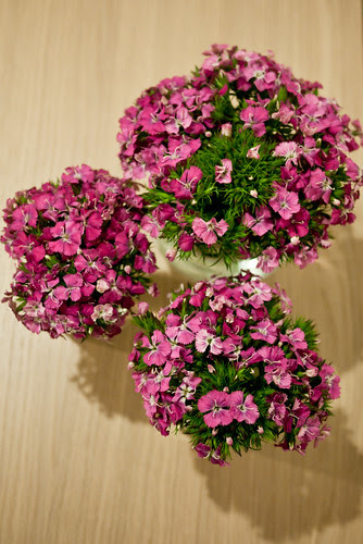 Fresh gypsy flowers